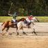 Interscholastic Polo